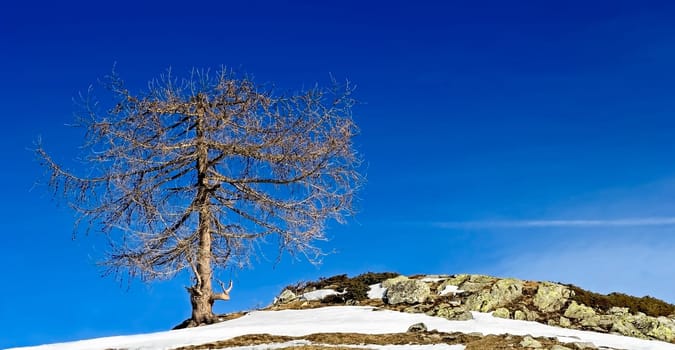 tree without christmas