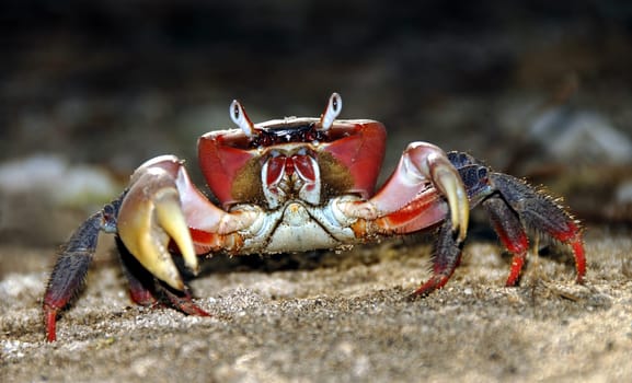 Mr. Krabs
