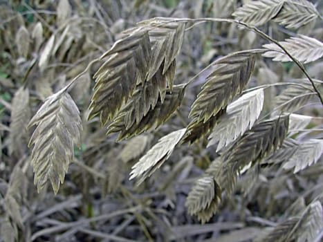Who says all grasses are green? The picture shows the flattened ears of Uniola latifolia in their wonderful autumnal colour.