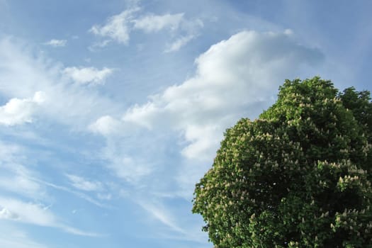 Tree,sky and clouds