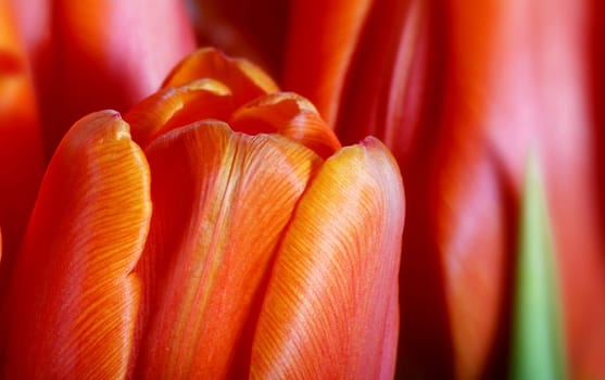 Tulips 2