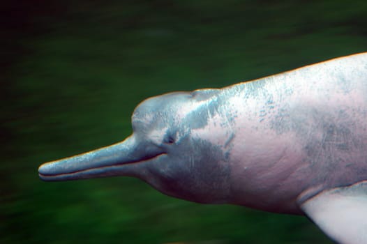 River dolphin