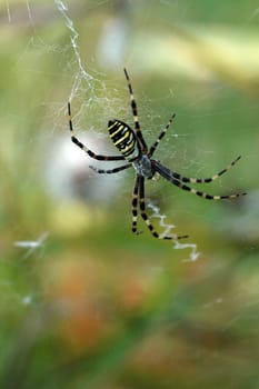 Wasp spider