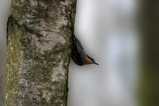 Nuthatch