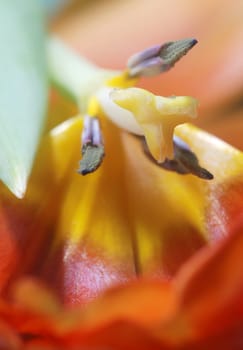 Tulip 5