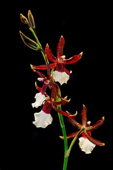 Orchid