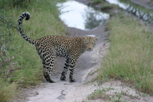Okavango Delta 2005