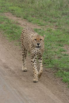 Serengeti 2006
