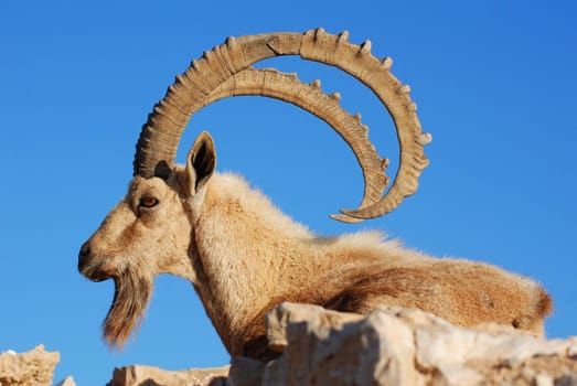 Capricorn