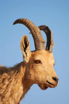 Capricorn