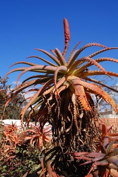 Aloe