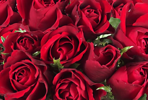 Roses