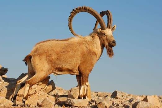 Capricorn