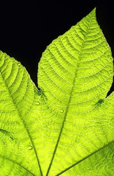 Leaf in backlight