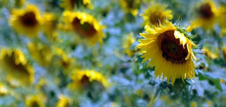 Sunflowers