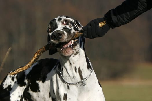 Great Dane Wilson playing