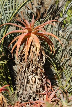 Aloe