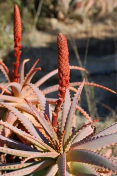 Aloe