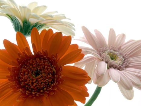Gerbera bouquet