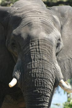 2005 Botswana,Chobe