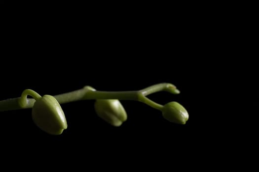 Buds of an orchid