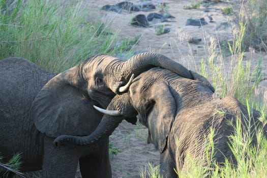 2007 South Africa