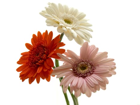 Gerbera bouquet