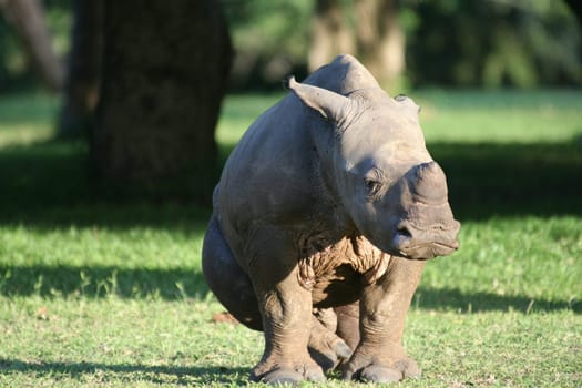 2007 in South Africa (near Hluhluwe),group of 6 rhinos,the little guy is about 4 months old. Stalked on foot at about 15 m.