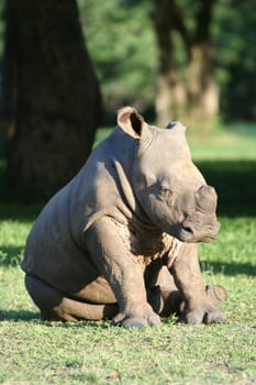 2007 in South Africa (near Hluhluwe),group of 6 rhinos,the little guy is about 4 months old. Stalked on foot at about 15 m.