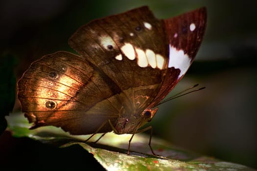 Butterfly from the rainforest of southern Cameroon