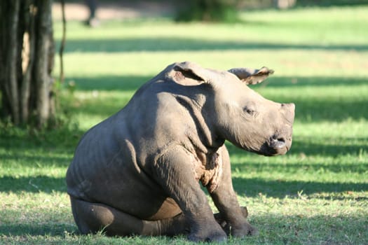 2007 in South Africa (near Hluhluwe),group of 6 rhinos,the little guy is about 4 months old. Stalked on foot at about 15 m.