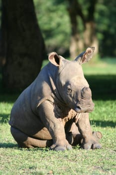 2007 in South Africa (near Hluhluwe),group of 6 rhinos,the little guy is about 4 months old. Stalked on foot at about 15 m.