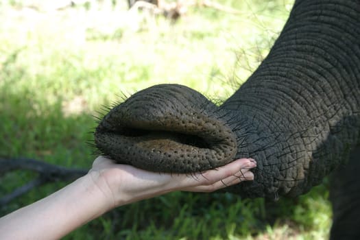 In the Okavango Delta lives an American with three elephants,which he has "adopted"" as orphans and accustomed to humans (not trained!). During the day he roams through the forest with his ""mini-herd"" and you can walk with him for a few hours. And off"