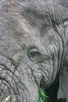 2006 Ngorongoro Crater