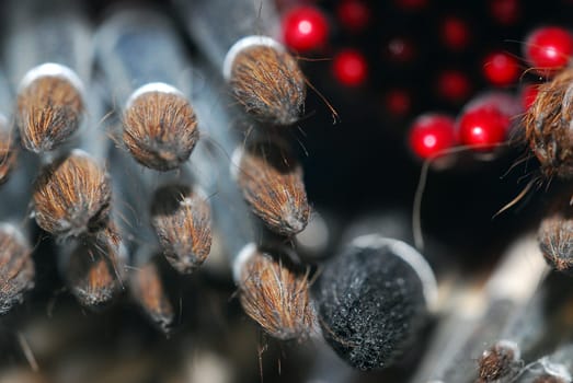Brush 2