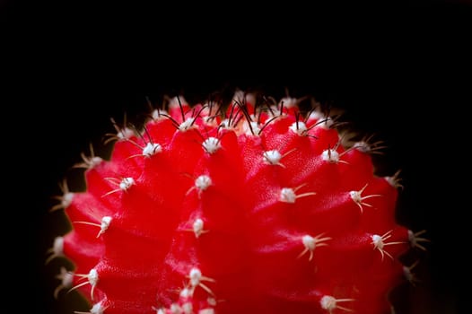 red cactus