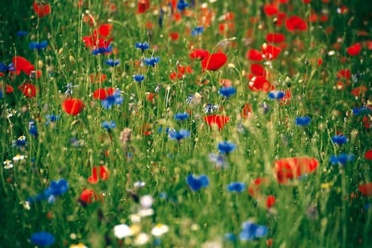 Flower meadow
