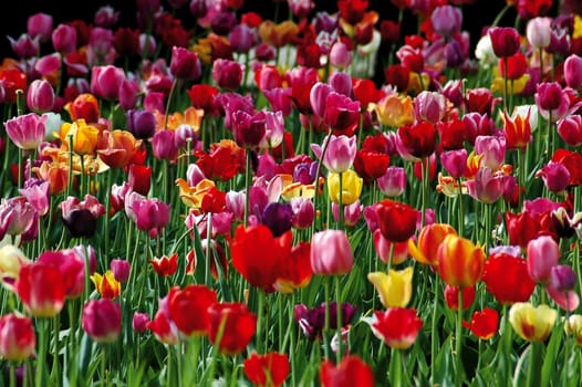 Tulip field