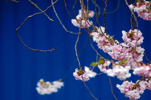 Cherry blossom