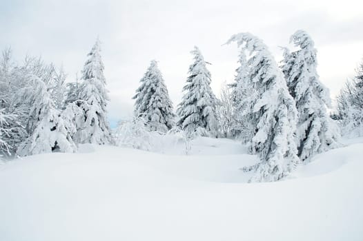 Winter trees