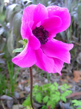 The crown anemone is common in the Mediterranean on pastures and in olive groves. Their flowers are colored red,purple,blue or white,depending on the region. The crown anemone is therefore a very popular ornamental plant. Often the name "anemone"" is used from the Greek"