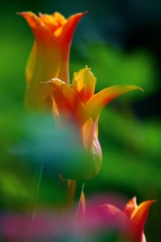 Tulips