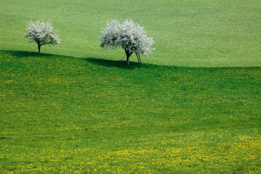 Spring and cherry trees