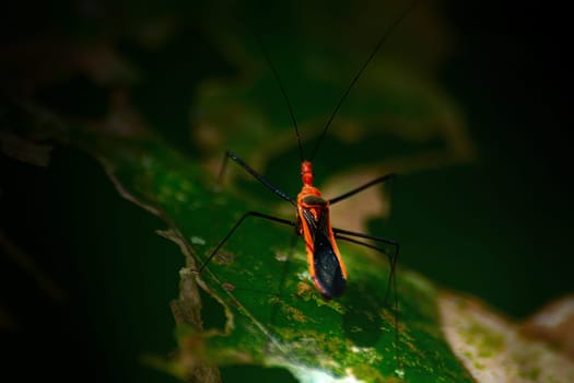 This picture was taken in the rainforest of southern Cameroon