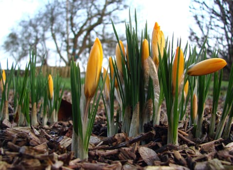 Heralds of spring