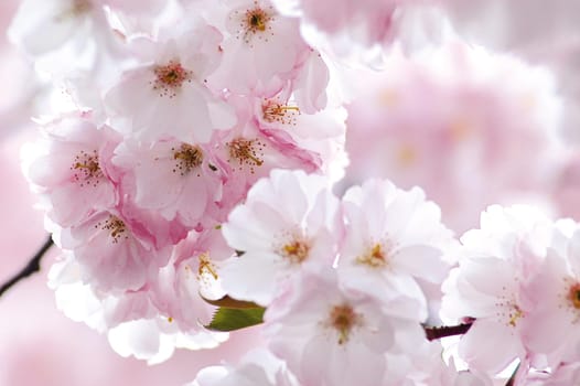 pink cherry blossoms