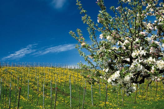 blooming cherry tree
