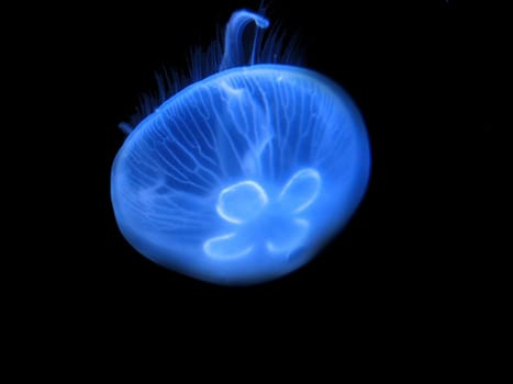 A new recording for my jellyfish series. :-) Aurelia aurita (ear jellyfish). This jellyfish is quite common and can be found in the North Sea,among other places. It is harmless to humans,as it only weakly nettles.