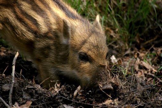 young boar