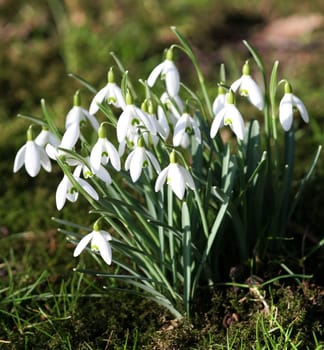 A little spring greeting...